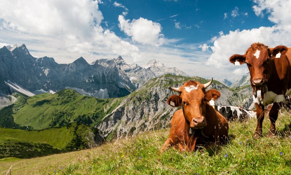 oostenrijk schnitzel tirol